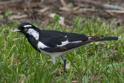 Grallina cyanoleuca (Magpie-lark).jpg